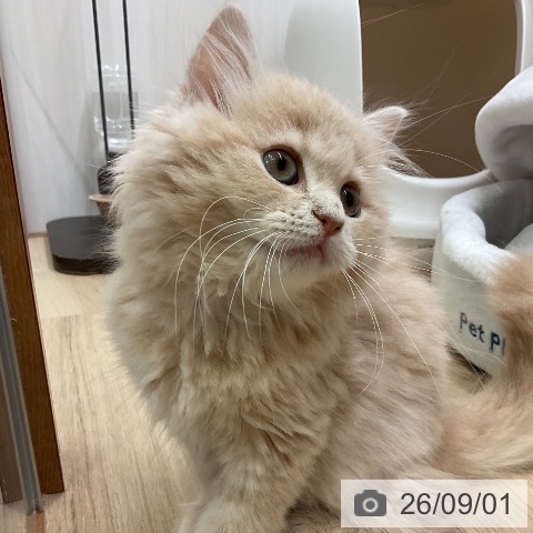 愛知県のラガマフィン (ペットプラス 岡崎店/2026年6月16日生まれ/男の子/クリームタビー)の子猫の4枚目の画像