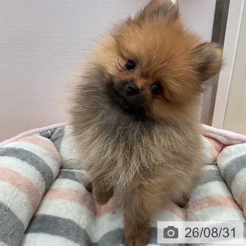 ポメラニアンの写真