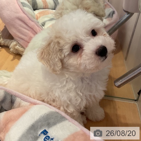 三重県のビションフリーゼ (ペットプラス 東員店/2026年6月18日生まれ/男の子/ホワイト)の子犬の4枚目の画像