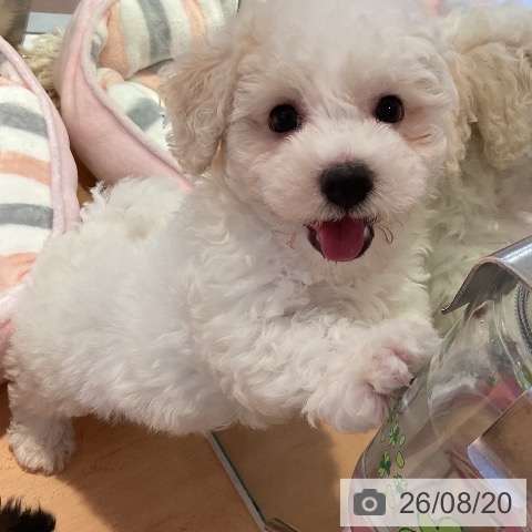 三重県のビションフリーゼ (ペットプラス 東員店/2026年6月18日生まれ/男の子/ホワイト)の子犬の3枚目の画像