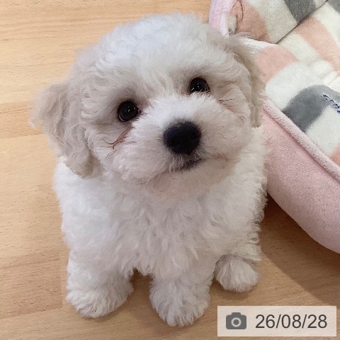 三重県のビションフリーゼ (ペットプラス 東員店/2026年6月18日生まれ/男の子/ホワイト)の子犬の3枚目の画像