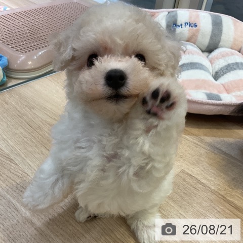 愛知県のビションフリーゼ (ペットプラス 岡崎店/2026年6月18日生まれ/女の子/ホワイト)の子犬の4枚目の画像