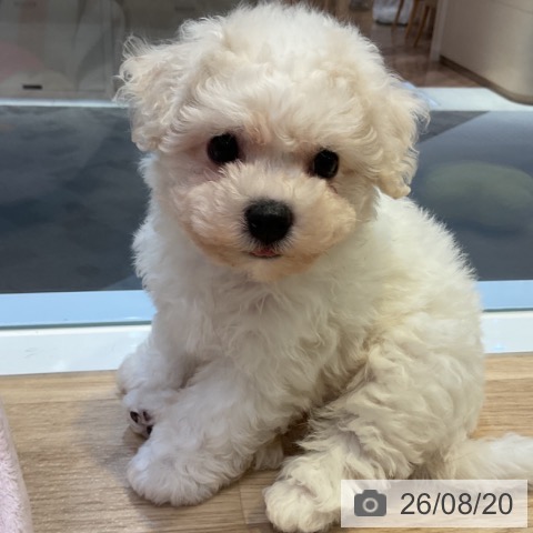 愛知県のビションフリーゼ (ペットプラス 三好店/2026年6月18日生まれ/女の子/ホワイト)の子犬の3枚目の画像