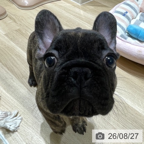 フレンチ・ブルドッグの写真