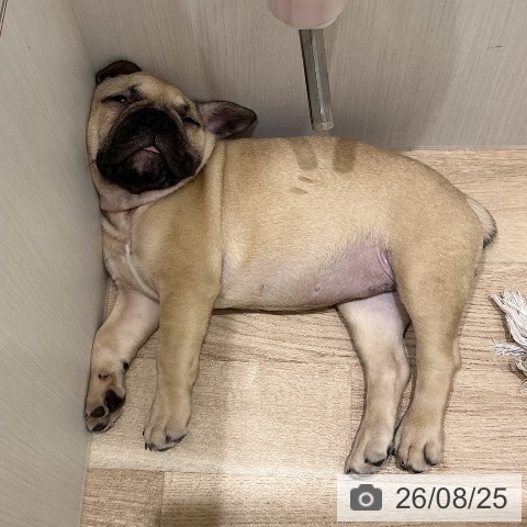 宮城県のフレンチブルドッグ (ペットプラス 名取店/2026年6月15日生まれ/女の子/フォーン)の子犬の3枚目の画像