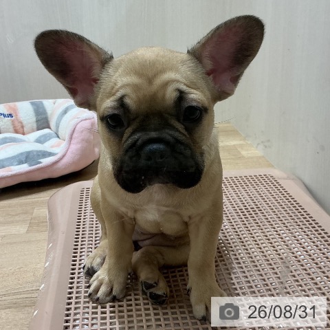 宮城県のフレンチブルドッグ (ペットプラス 名取店/2026年6月15日生まれ/女の子/フォーン)の子犬の4枚目の画像