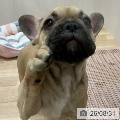 宮城県のフレンチブルドッグ (ペットプラス 名取店/2026年6月15日生まれ/女の子/フォーン)の子犬の3枚目の画像