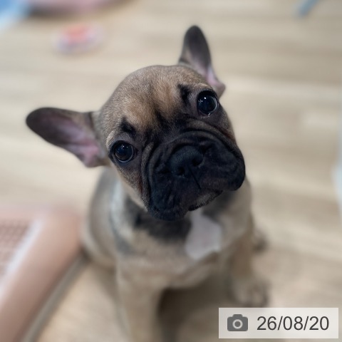 フレンチ・ブルドッグの写真