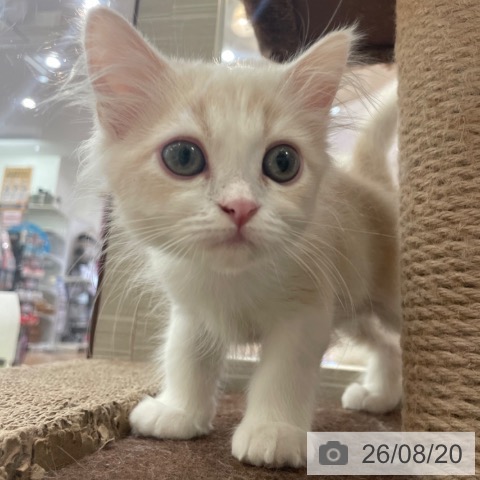 大阪府のマンチカン (ペットプラス 大阪ドームシティ店/2026年6月18日生まれ/男の子/クリームタビーホワイト)の子猫の4枚目の画像