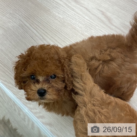 福井県のトイプードル(トイ) (ペットプラス 福井店/2026年6月18日生まれ/男の子/レッドフォーン)の子犬の4枚目の画像