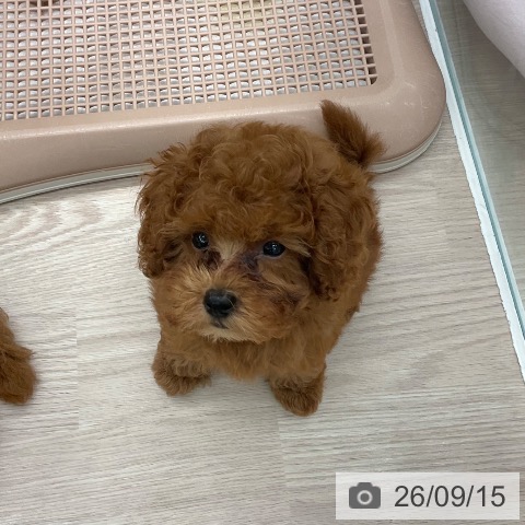 福井県のトイプードル(トイ) (ペットプラス 福井店/2026年6月18日生まれ/男の子/レッドフォーン)の子犬の3枚目の画像