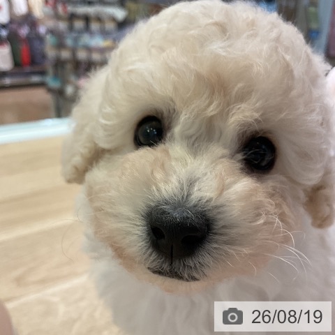 愛知県のトイプードル(トイ) (ペットプラス 岡崎店/2026年6月19日生まれ/女の子/ホワイト)の子犬の4枚目の画像