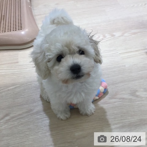富山県のトイプードル(トイ) (ペットプラス 高岡店/2026年6月19日生まれ/女の子/ホワイト)の子犬の3枚目の画像