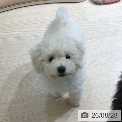 富山県のトイプードル(トイ) (ペットプラス 高岡店/2026年6月19日生まれ/女の子/ホワイト)の子犬の3枚目の画像