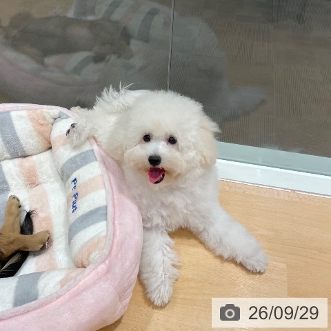 石川県のトイプードル(トイ) (ペットプラス 新小松店/2026年6月19日生まれ/女の子/ホワイト)の子犬の3枚目の画像