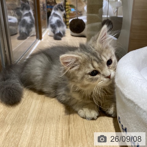 スコティッシュフォールドの写真