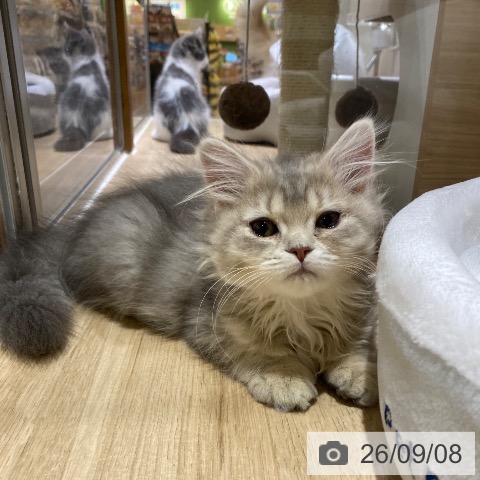 スコティッシュフォールドの写真