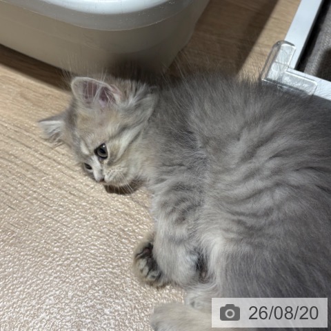 スコティッシュフォールドの写真