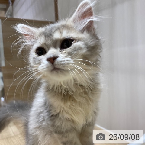 スコティッシュフォールドの写真