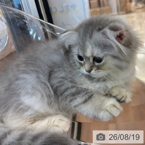 京都府のスコティッシュフォールド (ペットプラス 久御山店/2026年6月2日生まれ/女の子/シルバーパッチドタビーホワイト)の子猫の4枚目の画像