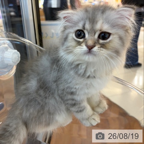 京都府のスコティッシュフォールド (ペットプラス 久御山店/2026年6月2日生まれ/女の子/シルバーパッチドタビーホワイト)の子猫の3枚目の画像