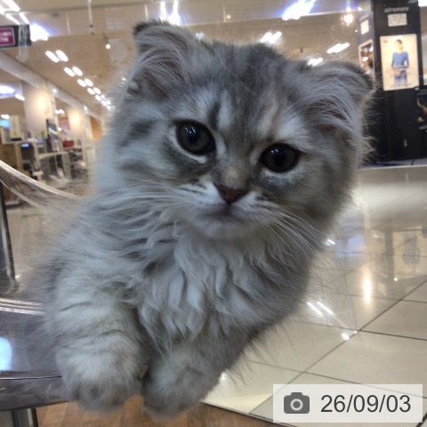 京都府のスコティッシュフォールド (ペットプラス 久御山店/2026年6月2日生まれ/女の子/シルバーパッチドタビーホワイト)の子猫の3枚目の画像