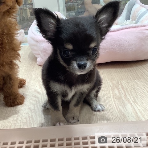 チワワの写真