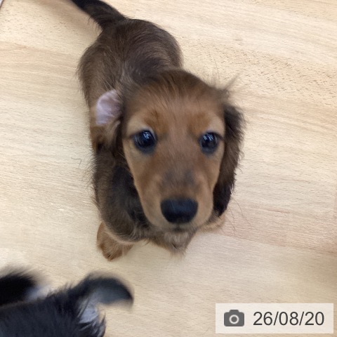 ミニチュア・ダックスフンドの写真