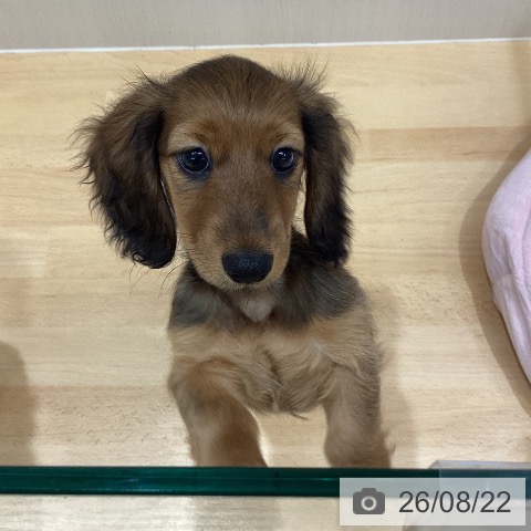 ミニチュア・ダックスフンドの写真