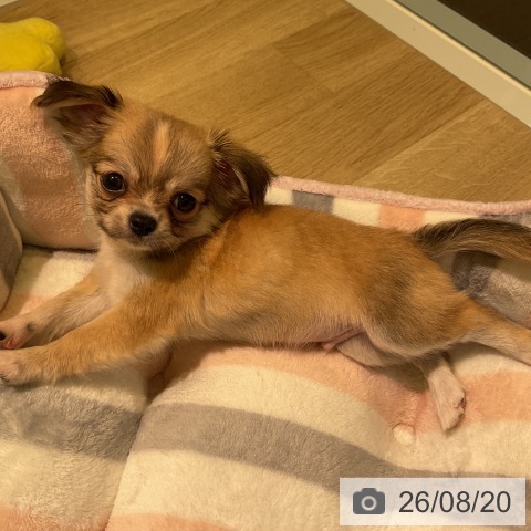 チワワの写真
