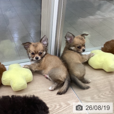 石川県のチワワ(ロング) (ペットプラス 白山店/2026年6月17日生まれ/女の子/フォーン)の子犬の3枚目の画像