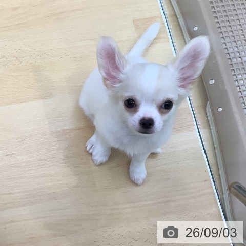 チワワの写真
