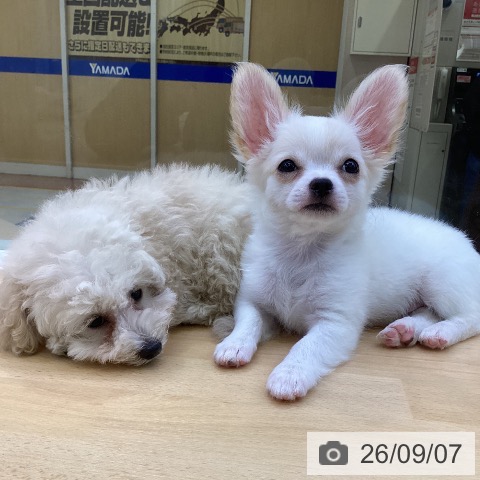 チワワの写真