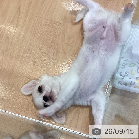 チワワの写真