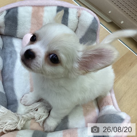 チワワの写真