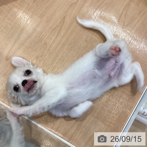 チワワの写真