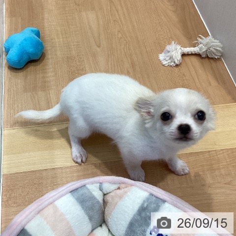 チワワの写真