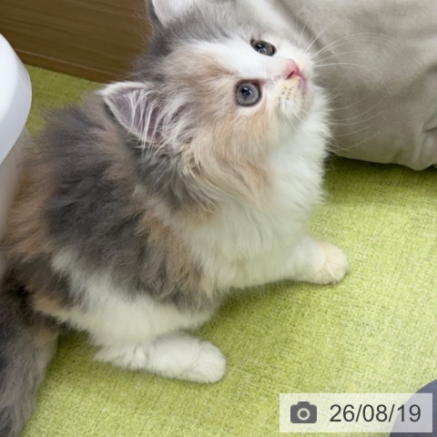 スコティッシュフォールドの写真