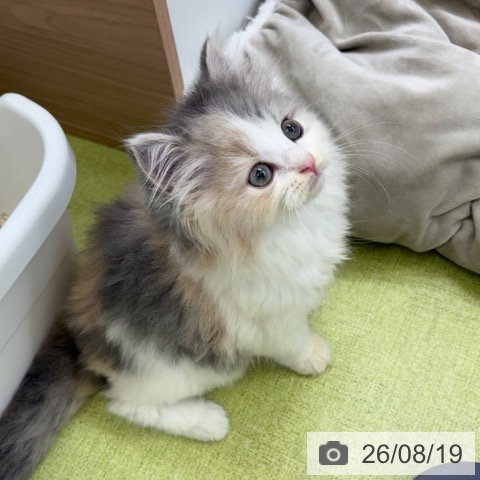 スコティッシュフォールドの写真