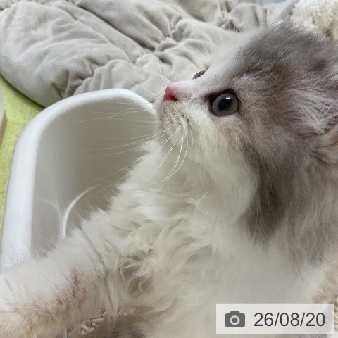 スコティッシュフォールドの写真