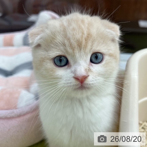 スコティッシュフォールドの写真