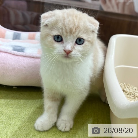 スコティッシュフォールドの写真