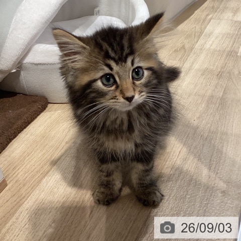 岐阜県のサイベリアン (ペットプラス 各務原店/2026年6月16日生まれ/男の子/ブラウンタビー)の子猫の4枚目の画像