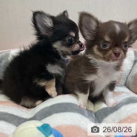 チワワの写真