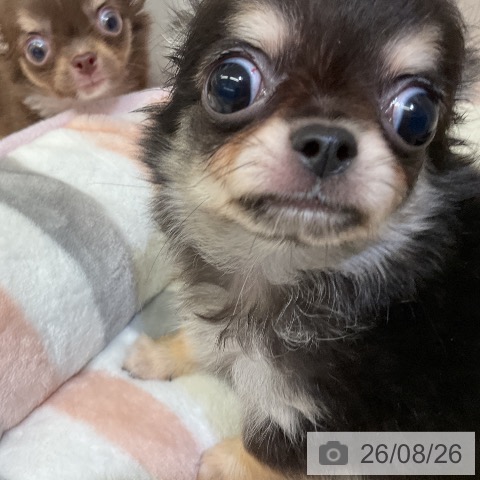 チワワの写真