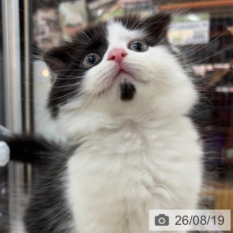 京都府のスコティッシュフォールド (ペットプラス 久御山店/2026年6月12日生まれ/男の子/ブラックホワイト)の子猫の4枚目の画像