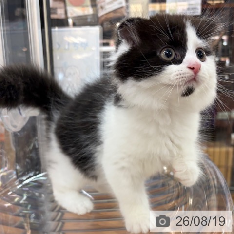 京都府のスコティッシュフォールド (ペットプラス 久御山店/2026年6月12日生まれ/男の子/ブラックホワイト)の子猫の3枚目の画像