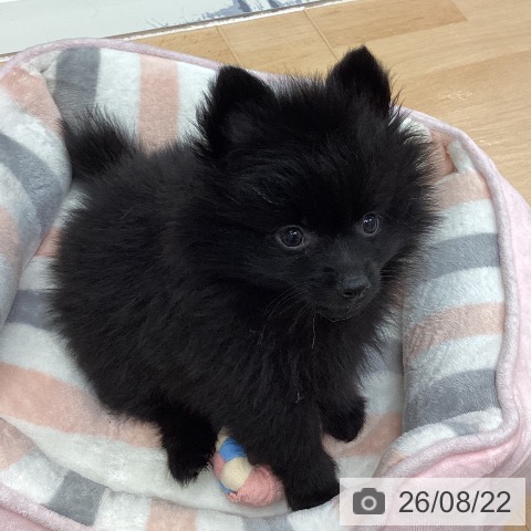 ポメラニアンの写真