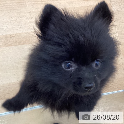 ポメラニアンの写真