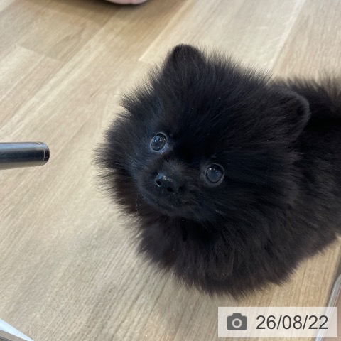 ポメラニアンの写真